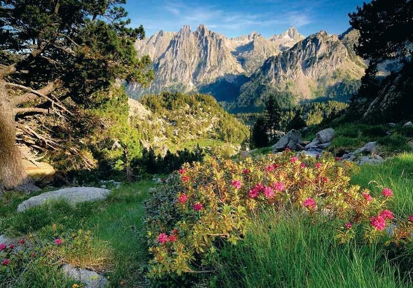 un bosc de flores silvestres a la ladera d' una montagna .