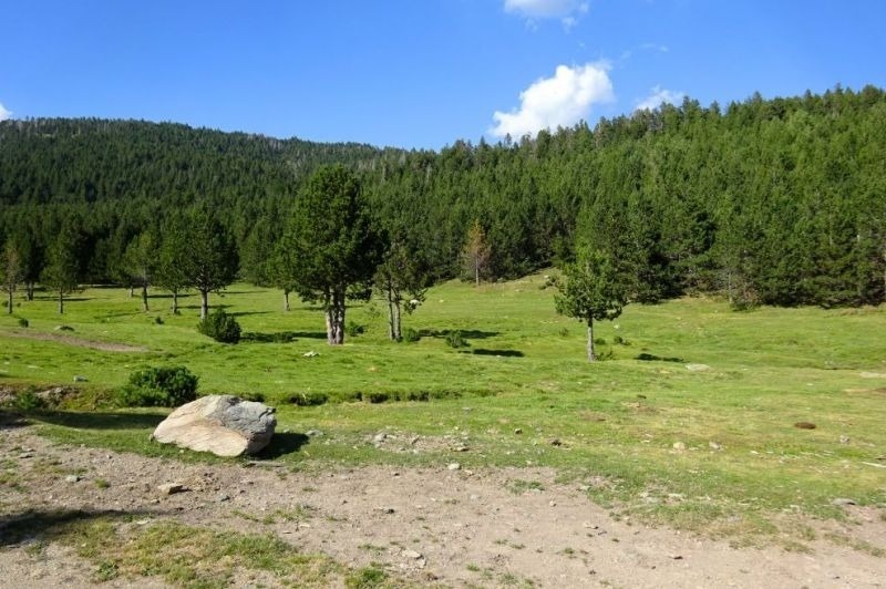 una gran roca s'hi troba al marge d' un bosc
