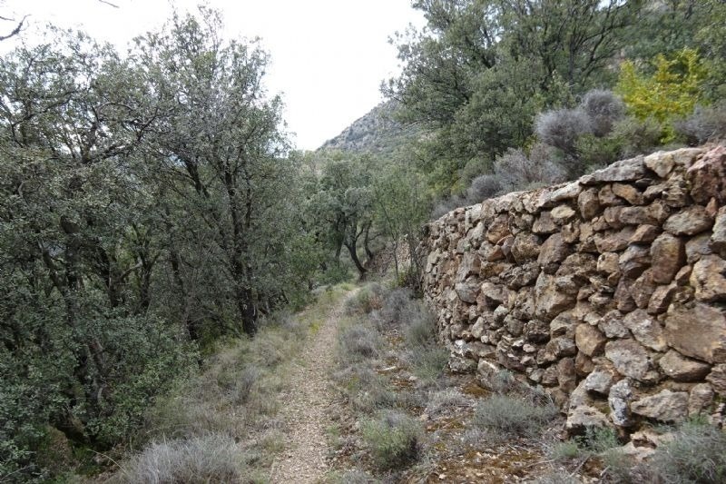a stone wall along a path in the woods