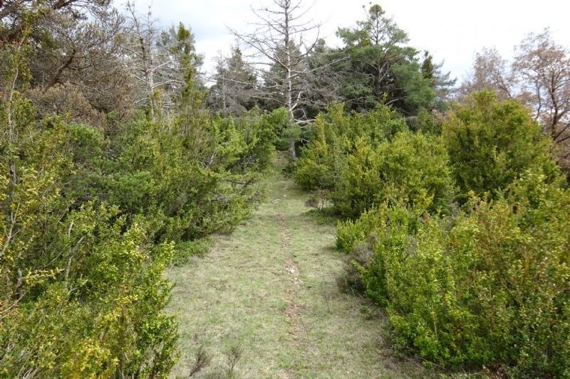 a path in the woods surrounded by trees and bushes