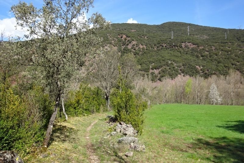 un camino a través de un campo verde con una montaña al fondo