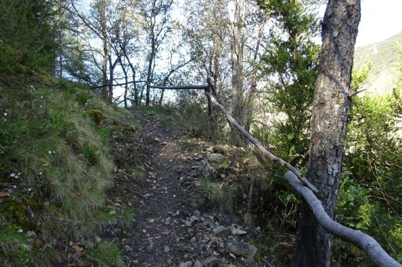 un arbre a l' esquerra d' un camí de bosc