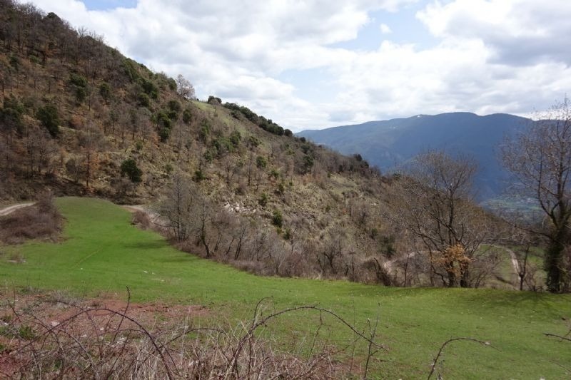 a grassy hillside with trees and mountains in the background