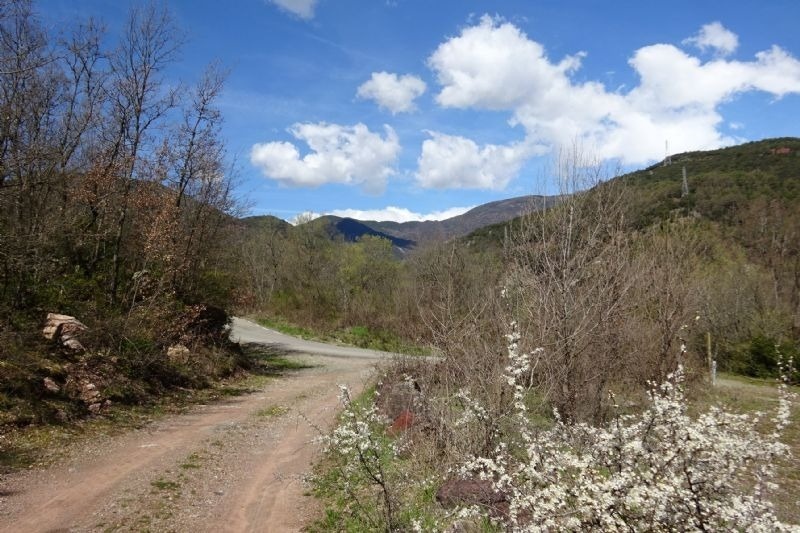 un camino de tierra a través de un bosque con montañas en el fondo