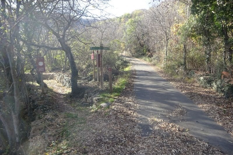 una carretera a través d' un bonic bosc