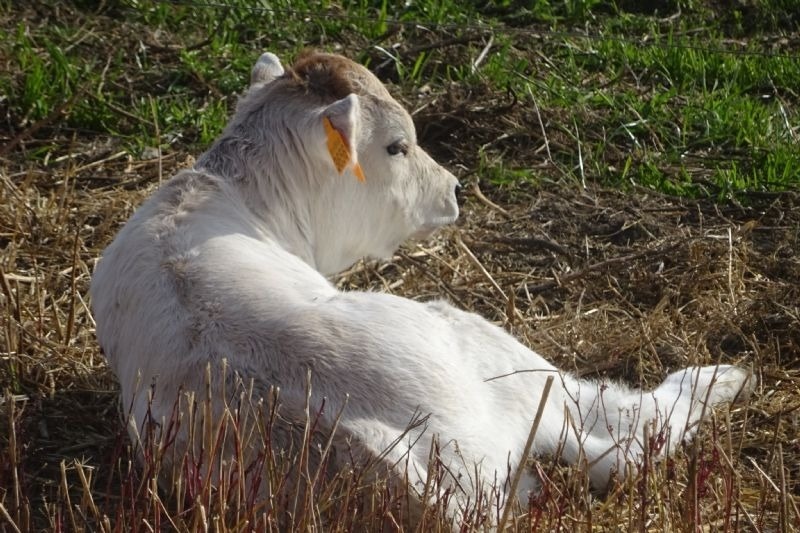una vaca blanca amb un etiquetat a l' oreja