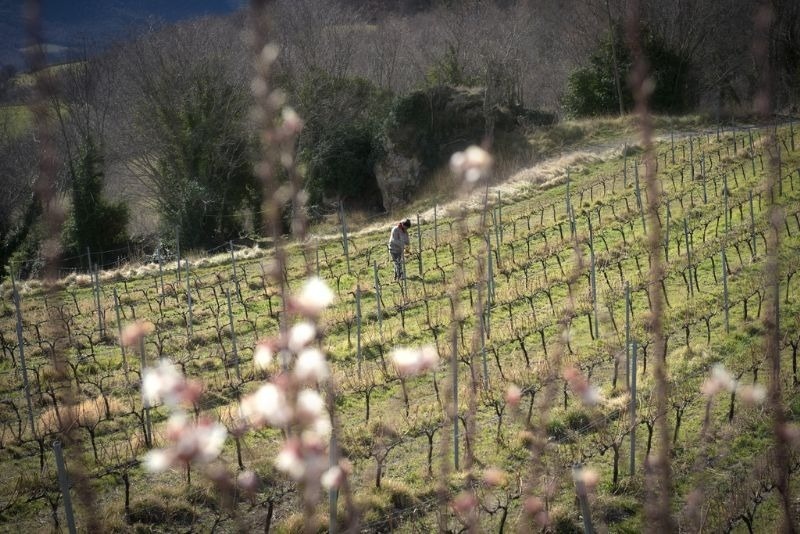 a man stands in a vineyard with flowers in the foreground