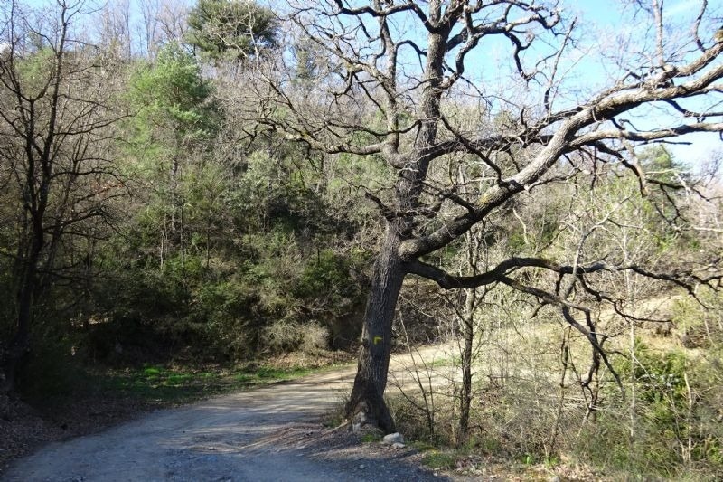 un árbol sin hojas está al lado de un camino de tierra