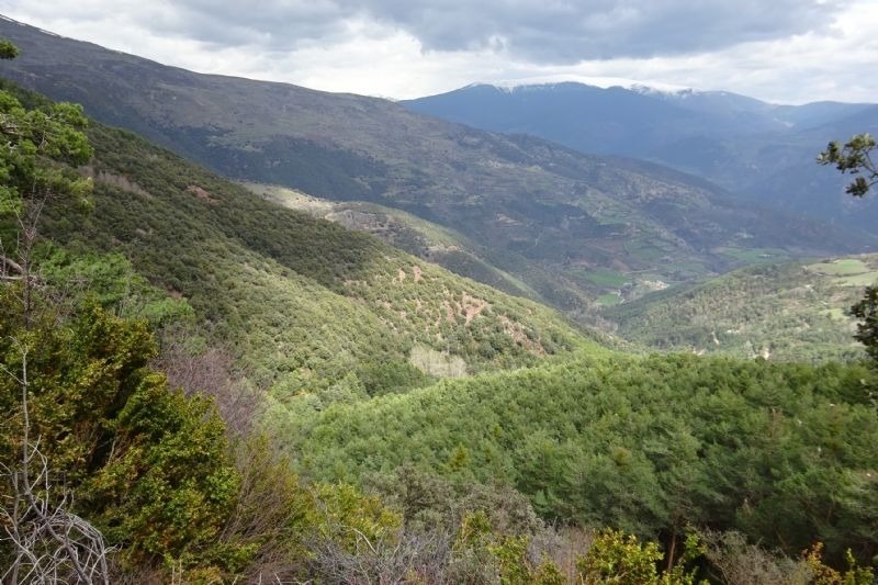 a valley with trees and mountains in the background