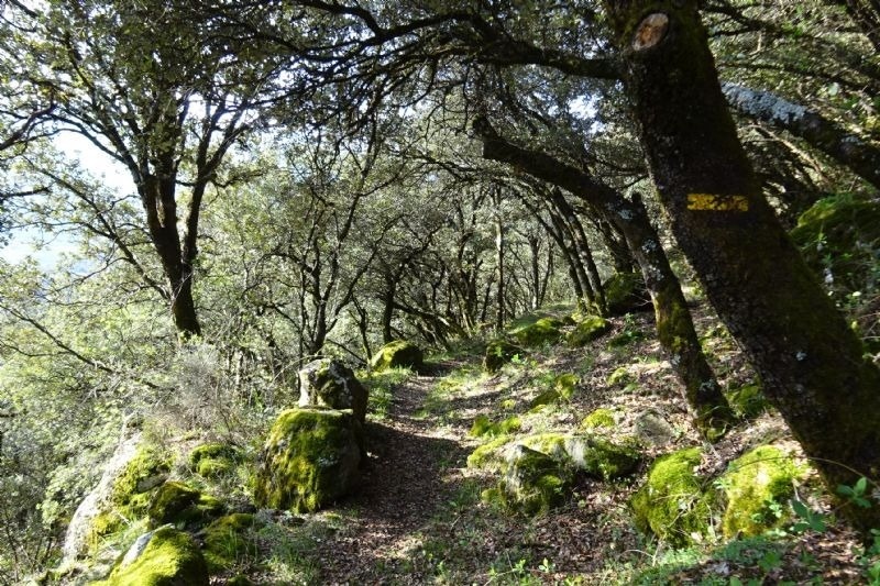 a path in the woods with a yellow sign on a tree