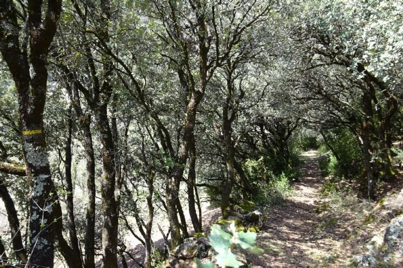 a tree with a yellow sticker on it that says " chemin "
