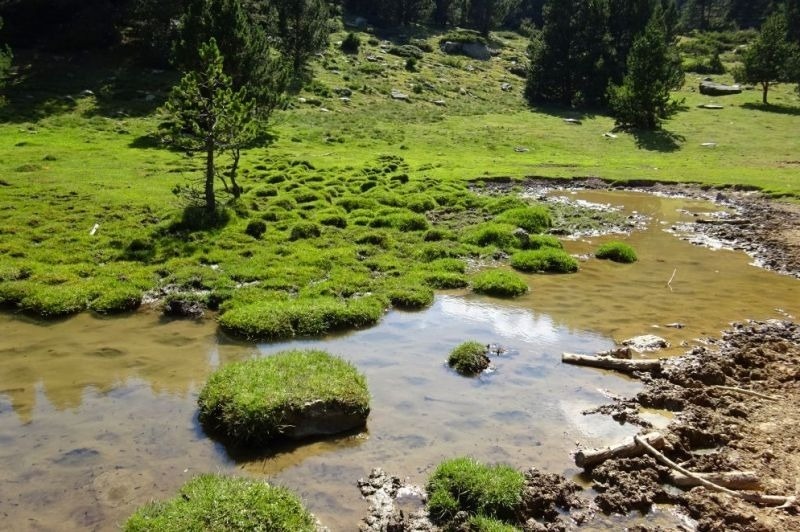 una zona de fang i aigua en un bosc