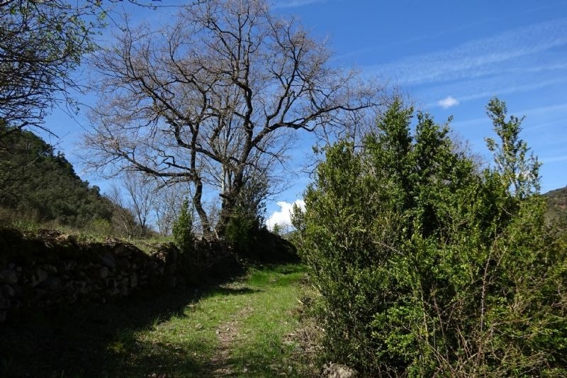 un camino a través de un bosque con árboles y arbustos