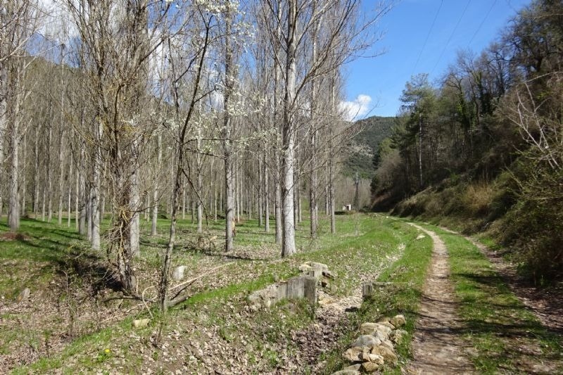 un camí a través d' un bonic recinte d' arbres