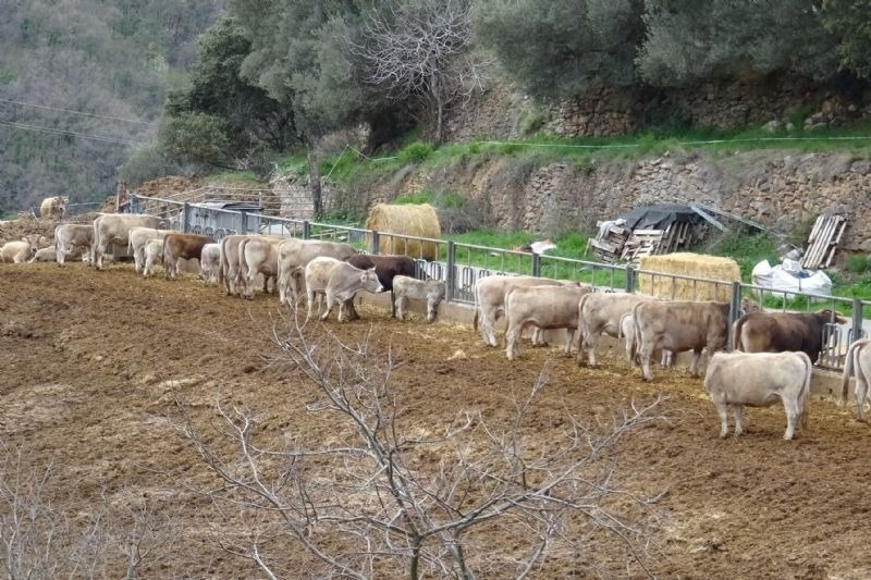 a herd of cows standing in a dirt field