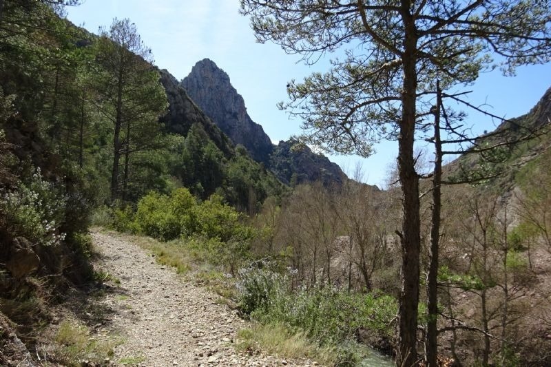 un camino de tierra que conduce a una montaña rodeada de árboles