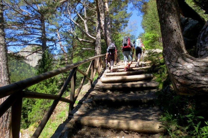 un grupo de personas sube una escalera de madera en un bosque