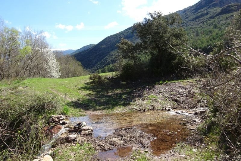 un pequeño arroyo en medio de un bosque con montañas en el fondo