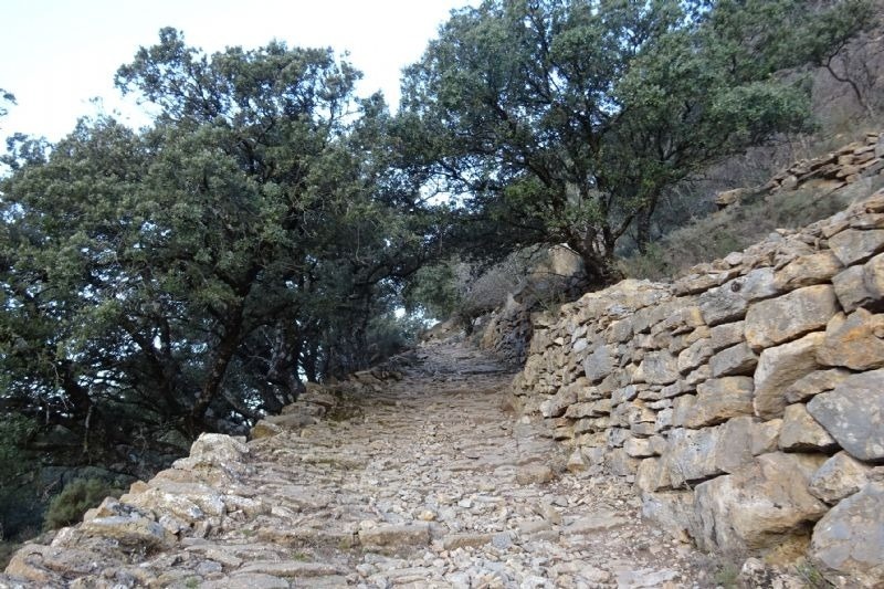 a stone path with trees on the side of it