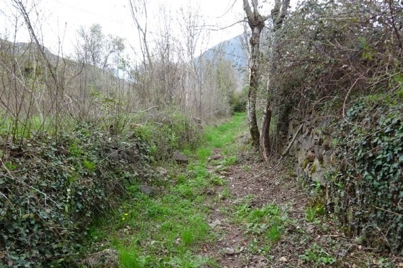 un sender a través d' un bonic envoltat d' arbres i arbustos