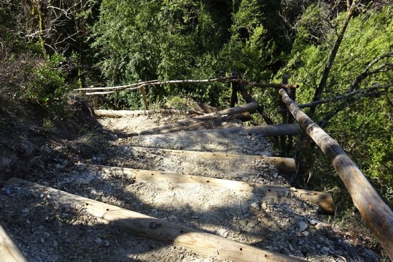 escales de fusta a la ladera d' un bosc