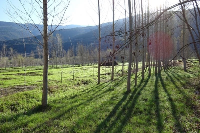 un campo verde con árboles y montañas en el fondo