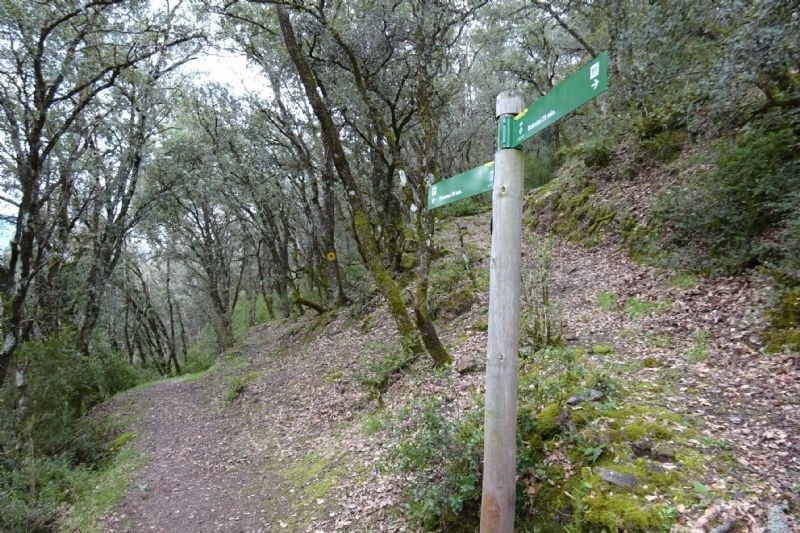 un pilar de fusta a l' esquerra d' un camí de bosc
