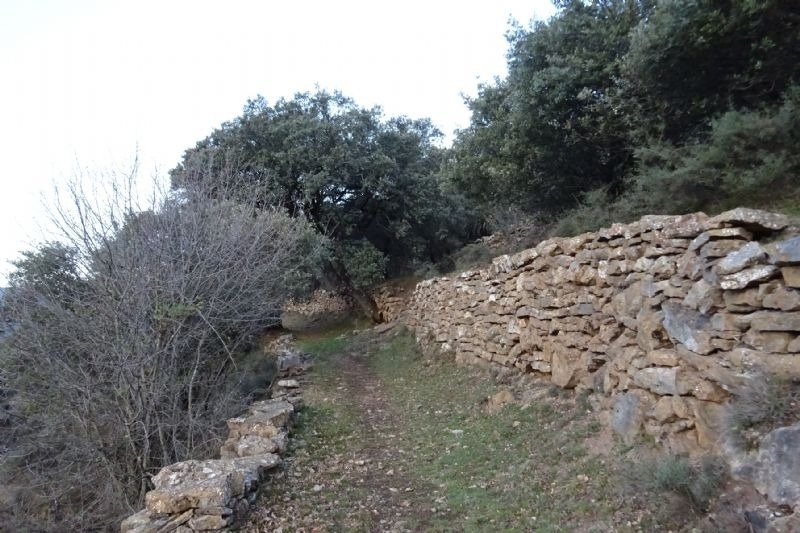 un arbre s'amaga a l' ombra d' un mur de roca