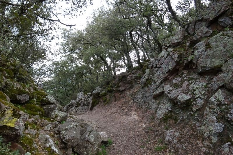 a rocky path with trees on the side of it