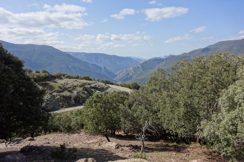 a valley with trees and mountains in the background
