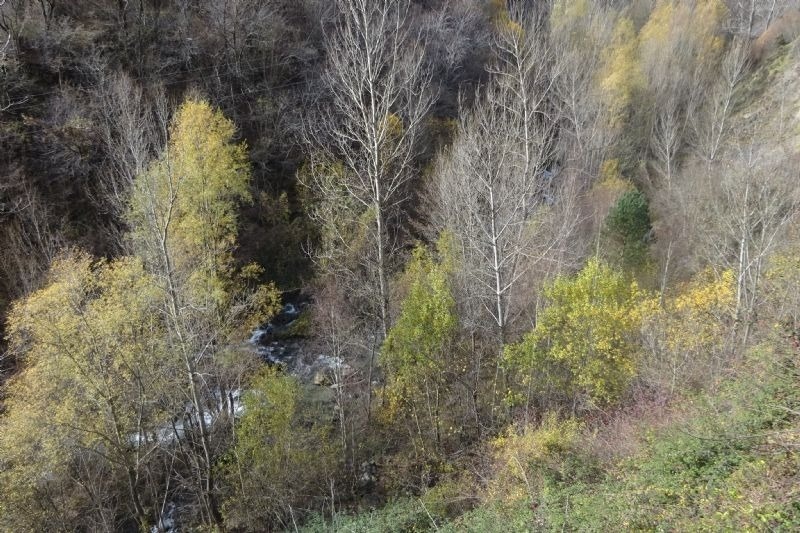 un riu que s'envolta en un bonic entorn d' arbres