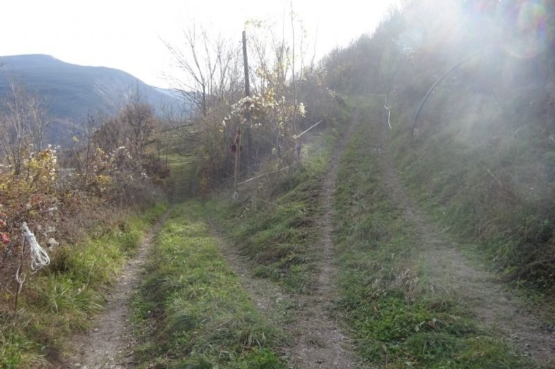 un camí que s'envolta en l' ombra d' un arbre