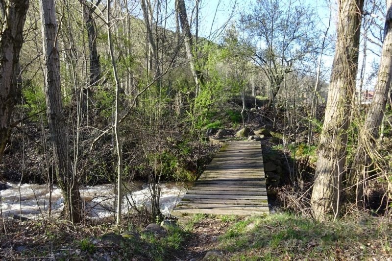 un puente de madera sobre un río en medio de un bosque