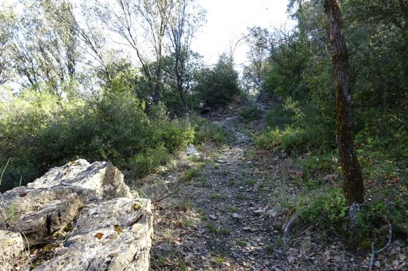 un camino de tierra a través de un bosque con árboles y rocas