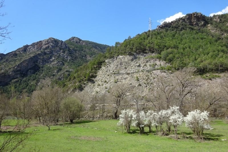 un campo verde con árboles y montañas en el fondo