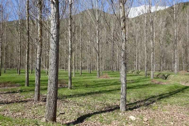 un bosque de árboles con montañas en el fondo