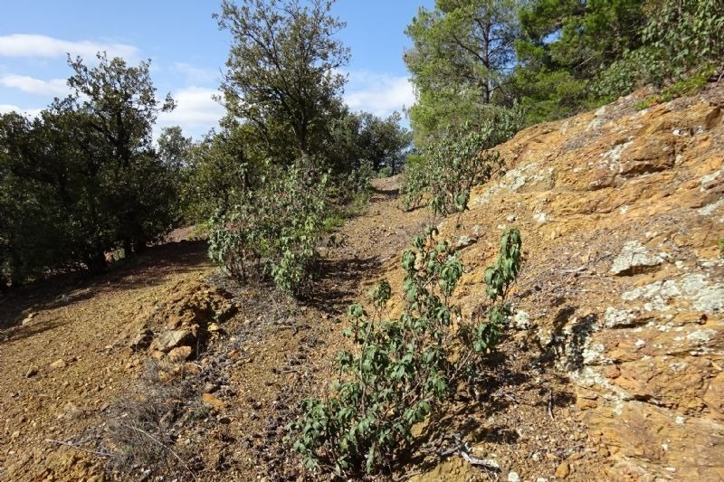 a rocky hillside with trees and bushes on it