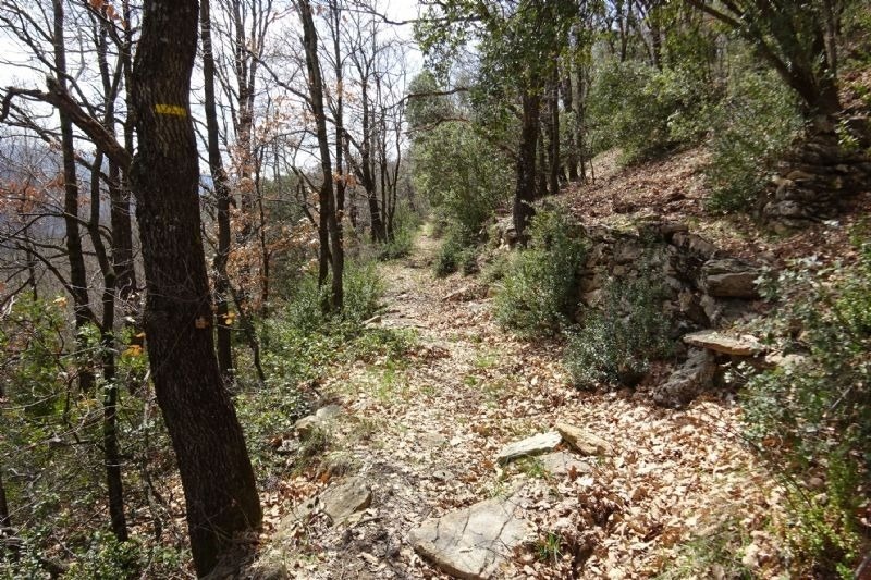 a path in the woods with a yellow arrow pointing to the right