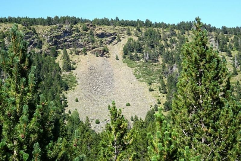 un paisatge d' arbres i rocas a la ladera d' una montagna