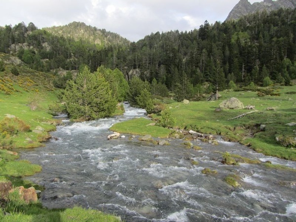 un río que fluye a través de un bosque