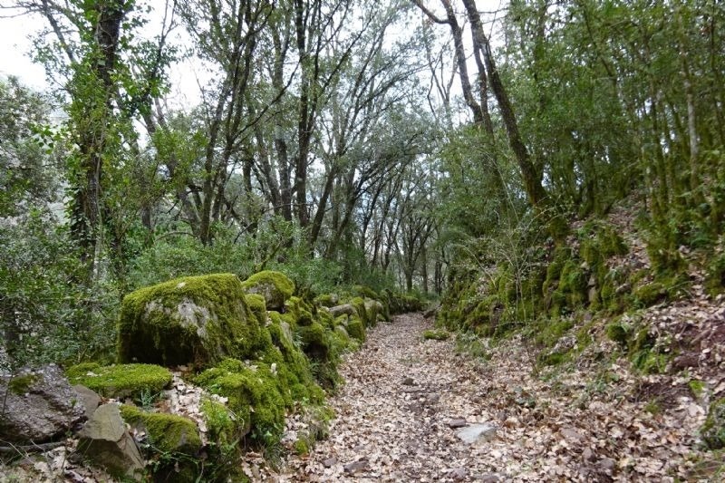 a path in the woods with moss covered rocks