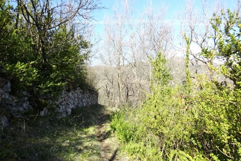 un camino a través de un bosque con árboles y arbustos