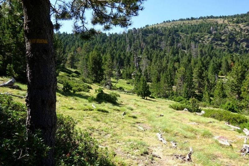 un arbre a l' esquerra d' un bosc amb la imatge de l' aigua