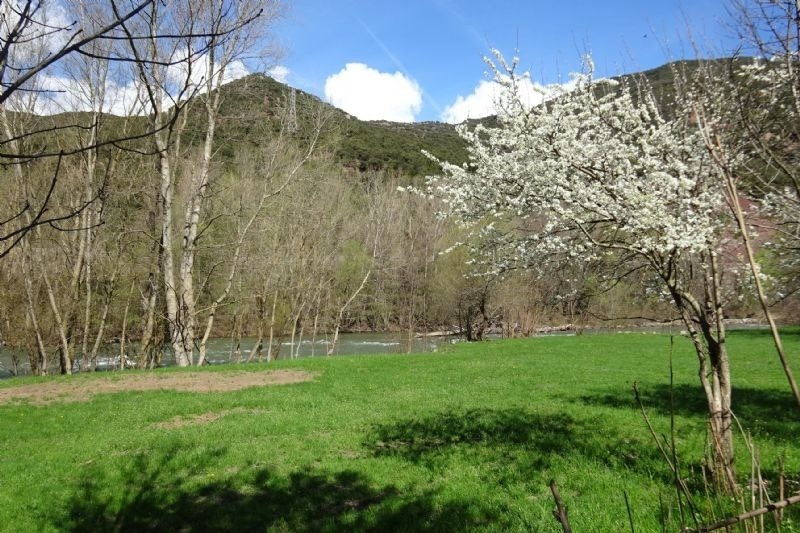 un árbol con flores blancas en un campo verde con un río en el fondo