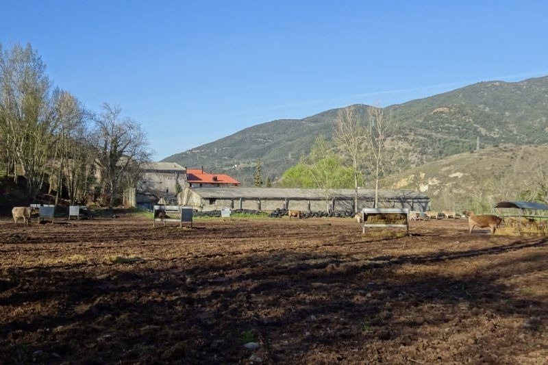 un grupo de vacas están pastando en un campo con montañas en el fondo