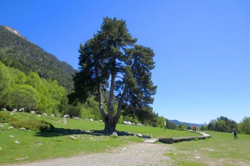 un árbol en medio de un campo de hierba con una montaña al fondo