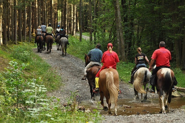 un grupo de personas montan a caballo por un camino de tierra en el bosque