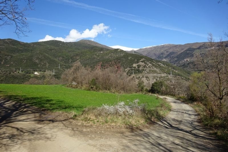 un camino de tierra conduce a un campo verde con montañas en el fondo