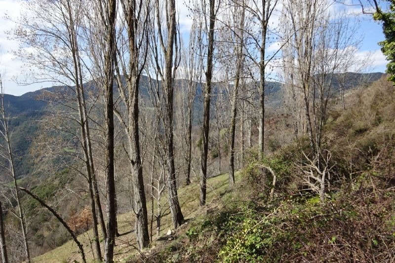 un grup d' arbres a la ladera d' una montagna