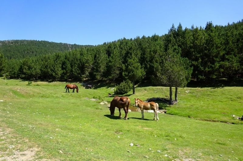 un grup de cavalls marrons i blancs pastats en un bosc